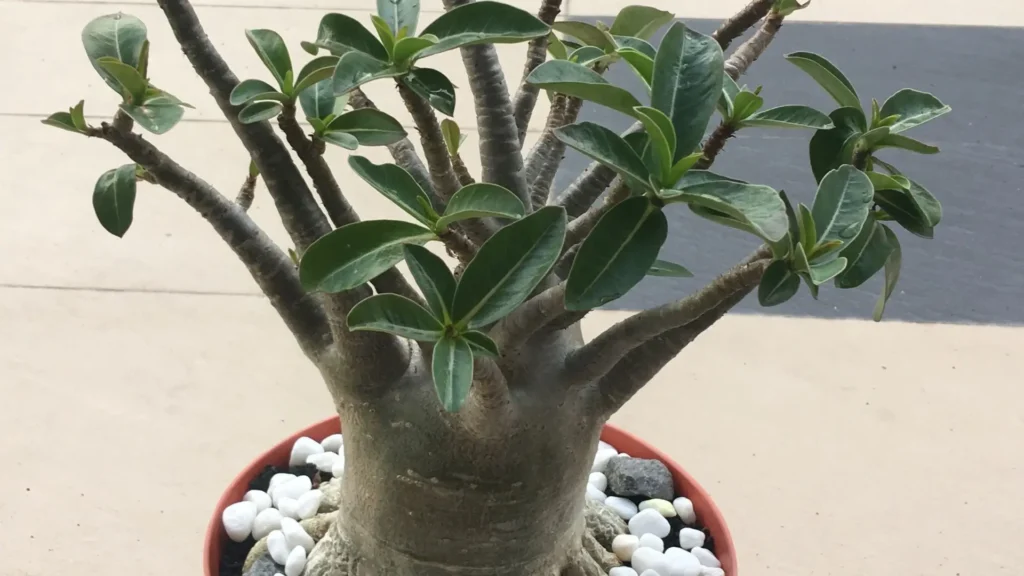 Rosa do deserto com cáudex arredondado e volumoso, característica comum em alguns tipos de rosa do deserto classificados pela forma do cáudex, destacando quantos tipos de rosa do deserto existem.