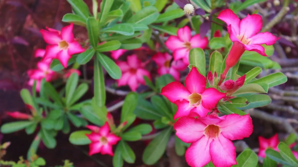 Rosa do deserto com flores rosas e folhas verdes, representando a diversidade visual que ajuda a entender quantos tipos de rosa do deserto existem entre espécies, tipos e variedades.