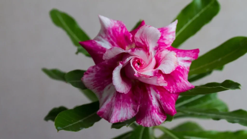 Flor dobrada de rosa do deserto em tons de rosa e branco, com pétalas sobrepostas e formato espiralado, exemplo de flores dobradas entre os tipos de rosa do deserto existentes.