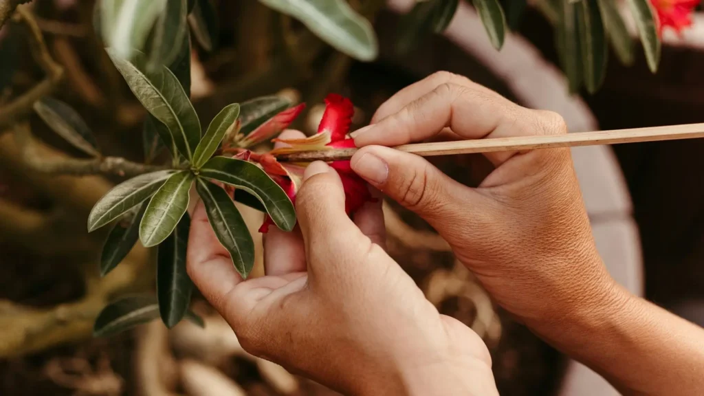 Mãos realizando a polinização manual de uma rosa do deserto, processo que explica quantos tipos de rosa do deserto existem a partir da criação de variedades híbridas.