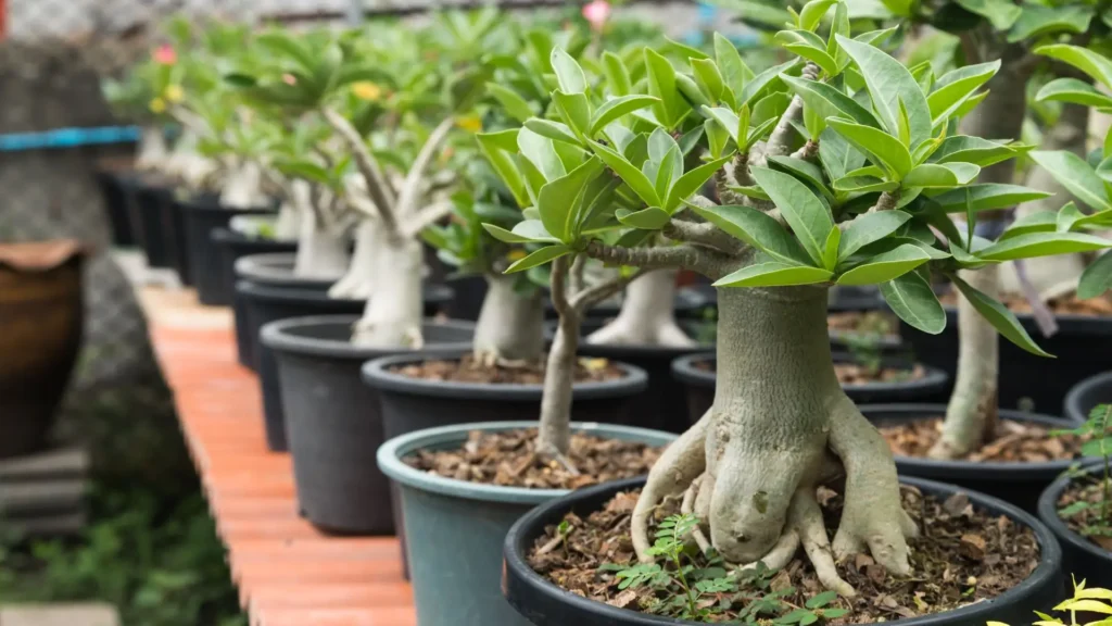 Fileira de rosas do deserto em vasos, exibindo diferentes formatos de caudex e estágios de crescimento, representando a grande variedade de tipos disponíveis no mercado atual.