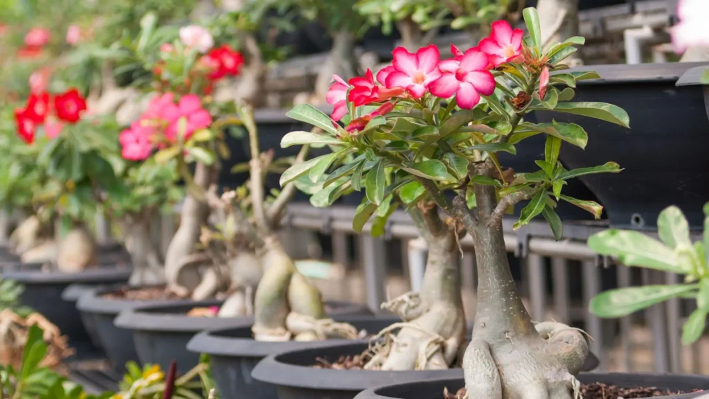 Imagem de várias rosas do deserto cultivadas em vasos, com caudex distintos e flores coloridas, representando a diversidade das espécies e híbridos do gênero Adenium.