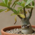 Rosa do deserto apodrecendo no vaso, com caudex danificado e folhas amareladas, mostrando sinais iniciais de podridão no cultivo.