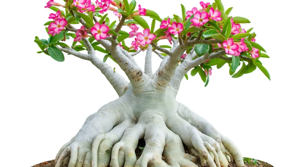 Rosa do deserto (Adenium) com caldex escultural muito desenvolvido, tronco grosso e raízes expostas formando uma base artística, com flores rosas e folhas verdes saudáveis.