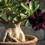 Rosa do deserto com flor em tom muito escuro que parece preta, destacando o caudex e a floração intensa