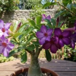 Rosa do deserto roxa cultivada em vaso, com flores em tons naturais de lilás e roxo profundo em ambiente externo