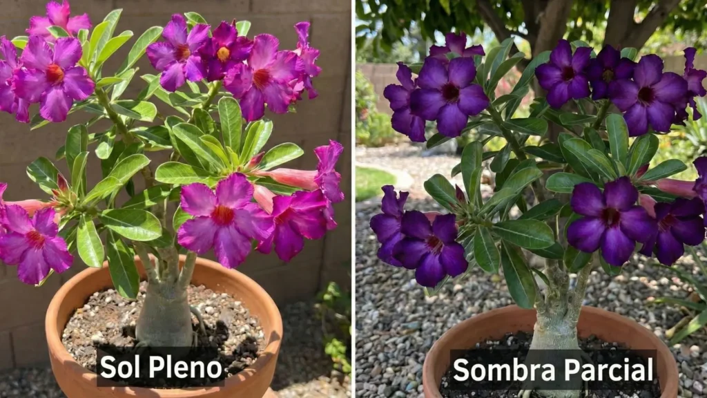 Rosa do deserto roxa cultivada em sol pleno e em sombra parcial, mostrando como a intensidade da luz altera o tom das flores