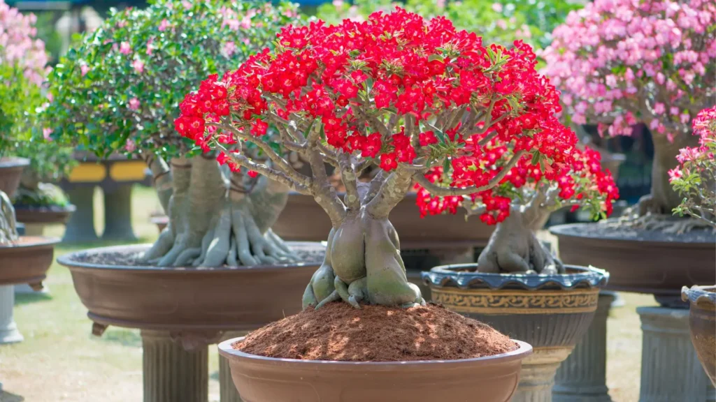 Rosa do deserto com caudex escultural e copa intensamente florida, exemplificando a grande variação de tipos de rosa do deserto disponíveis no mercado atual.