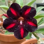 Rosa do deserto viúva negra com pétalas escuras e listras vermelhas em padrão bicolor