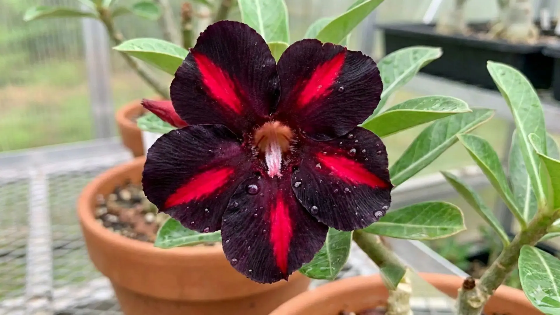 Rosa do deserto viúva negra com pétalas escuras e listras vermelhas em padrão bicolor