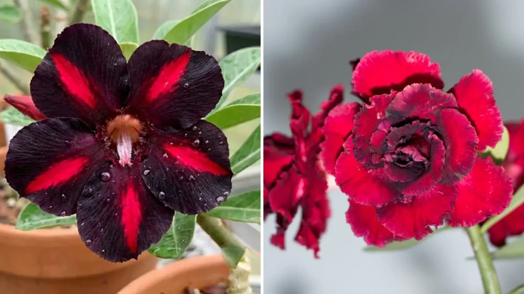 Comparação entre rosa do deserto viúva negra com pétalas escuras e listras vermelhas e outra rosa do deserto de cor escura sem contraste interno