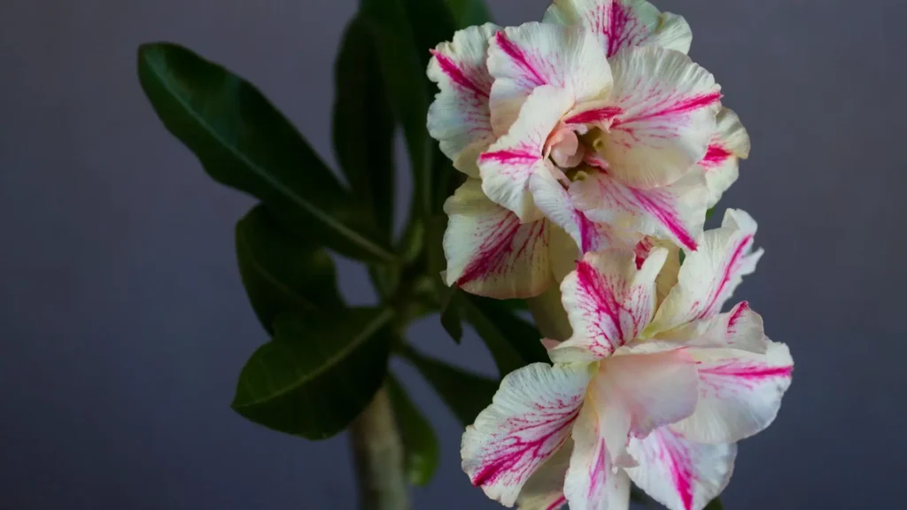Rosas do deserto com flores dobradas em tons de branco e rosa, destacando a diversidade de variedades de Adenium no cultivo ornamental.
