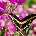 Borboleta pousada nas flores da bougainvillea, simbolizando o significado da bougainvillea e a transformação que ela trouxe ao meu jardim.
