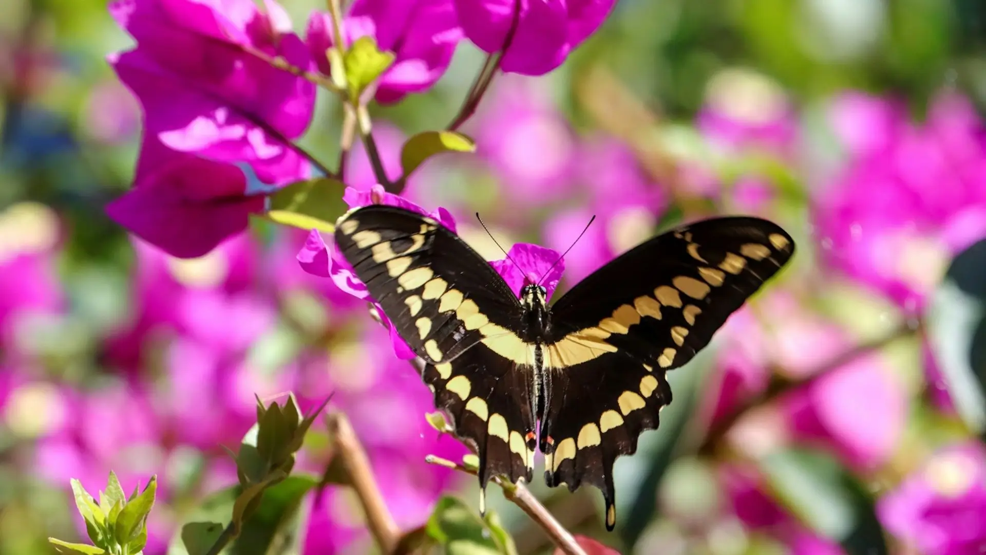 Borboleta pousada nas flores da bougainvillea, simbolizando o significado da bougainvillea e a transformação que ela trouxe ao meu jardim.