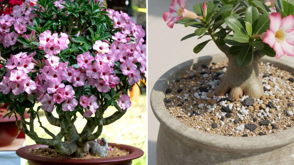Substrato para rosa do deserto bem drenado em vaso, mostrando planta saudável após o plantio correto