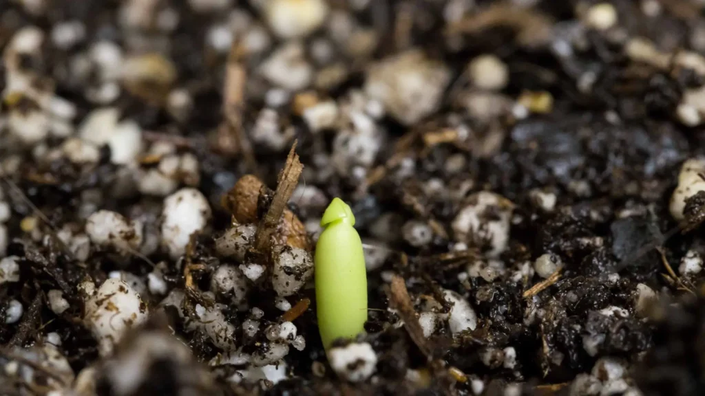Semente de rosa do deserto brotando em substrato para rosa do deserto com alta drenagem e boa aeração