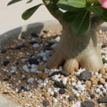 substrato para rosa do deserto com mistura drenável em vaso