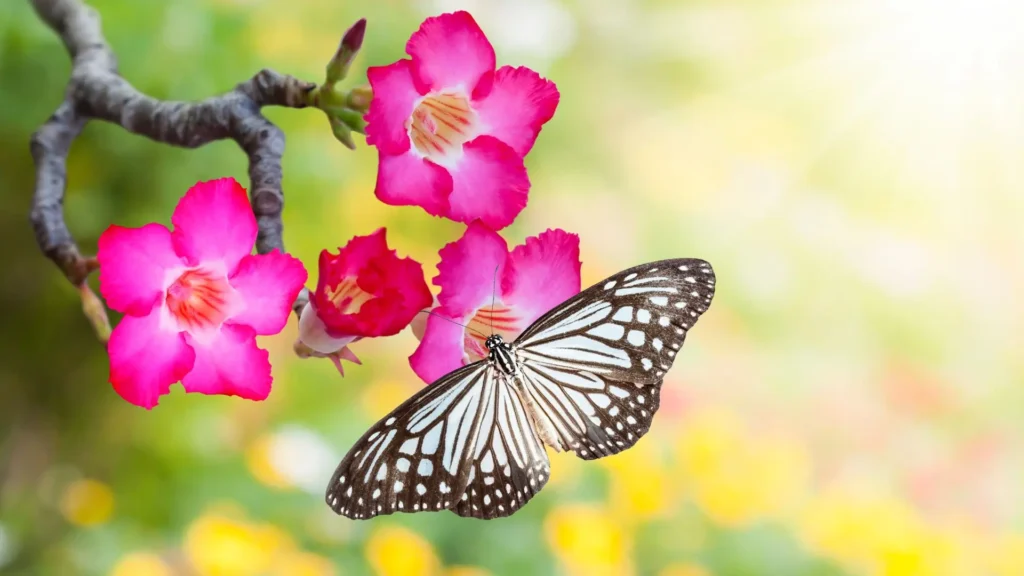 substrato-rosa-do-deserto-base-cultivo-saudavel