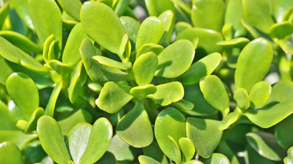 Detalhe das folhas graúdas e carnosas da suculenta jade tradicional em tom verde vibrante