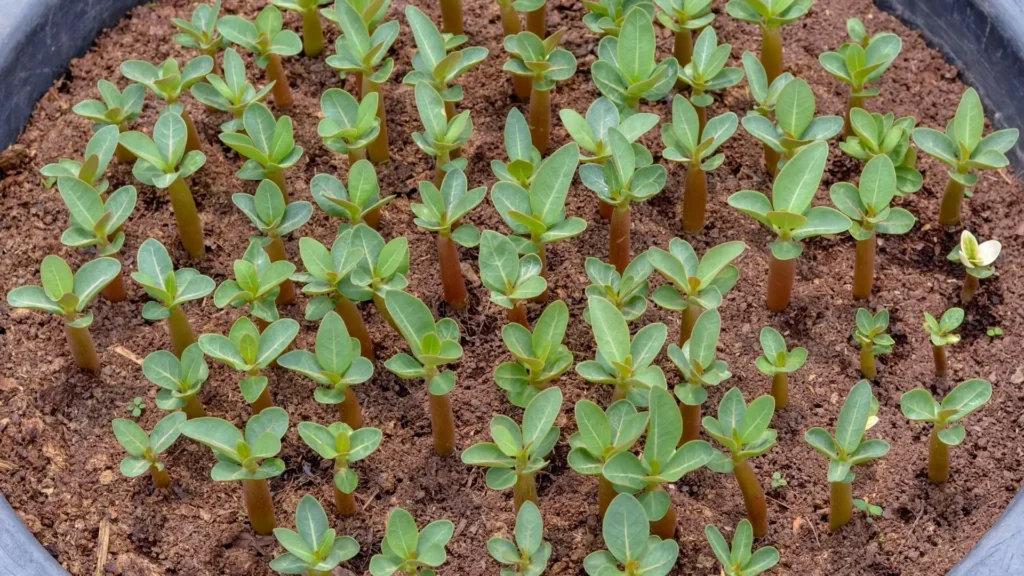Mudas de rosa do deserto germinadas por semente em bandeja de cultivo, mostrando diferentes estágios do tempo médio de germinação do adenium.