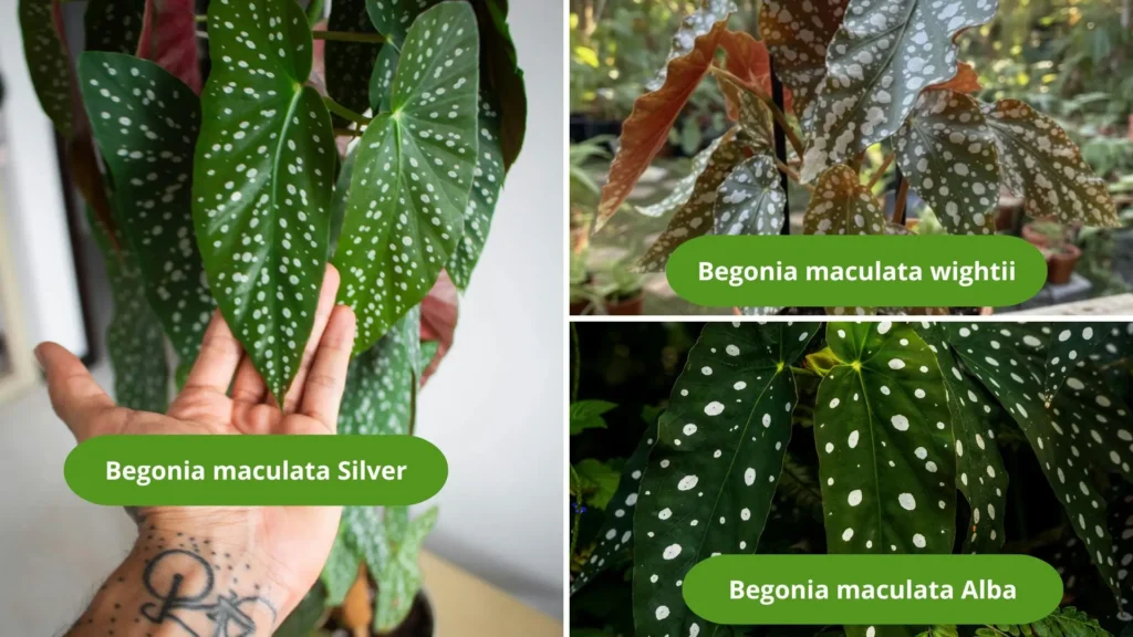 Três tipos de begonia maculata — Silver, Wightii e Alba — mostrados lado a lado em uma imagem comparativa.