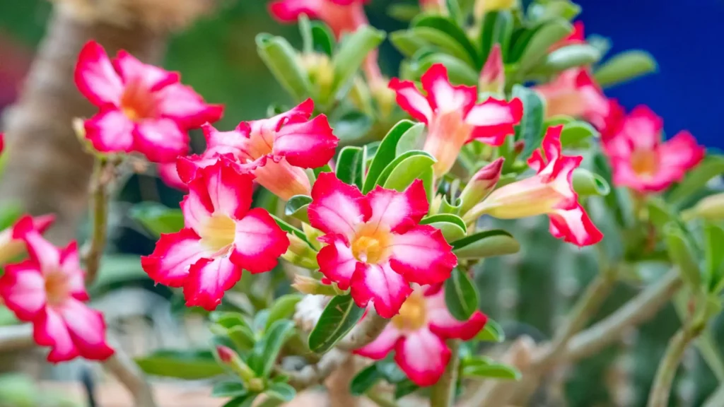 Tipos de rosa do deserto classificados pela flor, com destaque para flores bicolores em tons de rosa e branco, pétalas bem definidas e centro contrastante em planta adulta saudável.