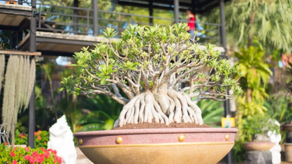 Rosa do deserto com cáudex muito desenvolvido e raízes expostas, exemplo dos tipos de rosa do deserto classificados pelo cáudex, destacando formato escultural e crescimento ornamental.