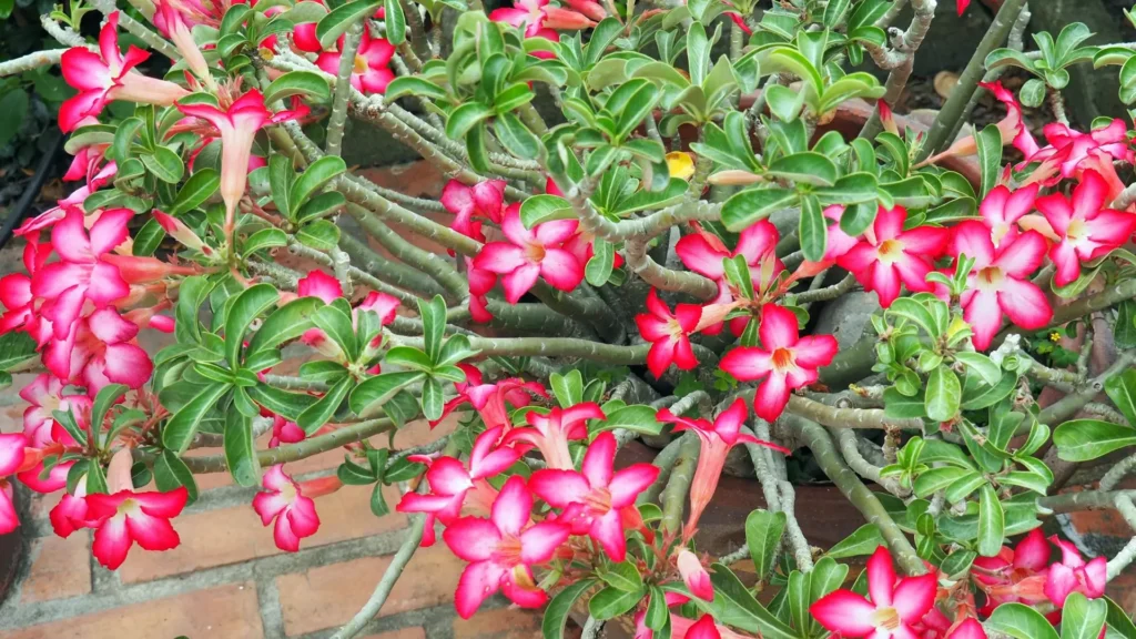 osa-do-deserto com flores simples vermelhas e centro claro, ramos ramificados e folhas verdes, ilustrando os principais tipos de rosa-do-deserto citados nas perguntas frequentes.