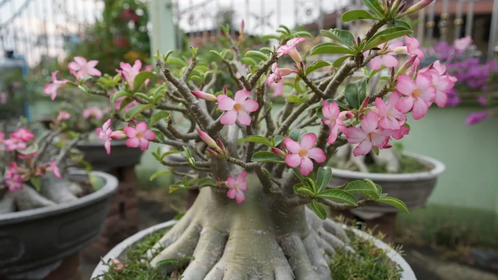 Rosa do deserto adulta com caudex escultural e floração rosa abundante, representando a diversidade de tipos e variedades de rosa do deserto cultivadas em vasos ornamentais.