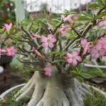Rosa do deserto adulta com caudex escultural e floração rosa abundante, representando a diversidade de tipos e variedades de rosa do deserto cultivadas em vasos ornamentais.
