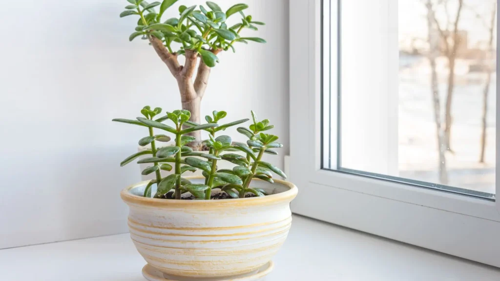 Suculenta jade com diferentes brotações e portes cultivadas juntas em vaso de cerâmica próximo à janela