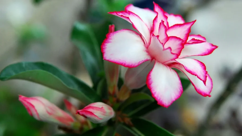 Flor de variedades híbridas de rosa do deserto com pétalas dobradas brancas e bordas rosa intenso, destacando o padrão ornamental criado por cruzamentos seletivos.