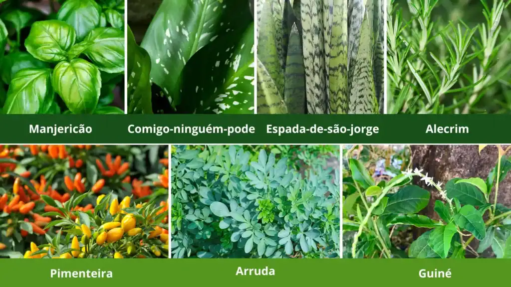 Colagem com as sete ervas tradicionais do vaso 7 ervas: arruda, alecrim, espada-de-são-jorge, guiné, manjericão, comigo-ninguém-pode e pimenteira