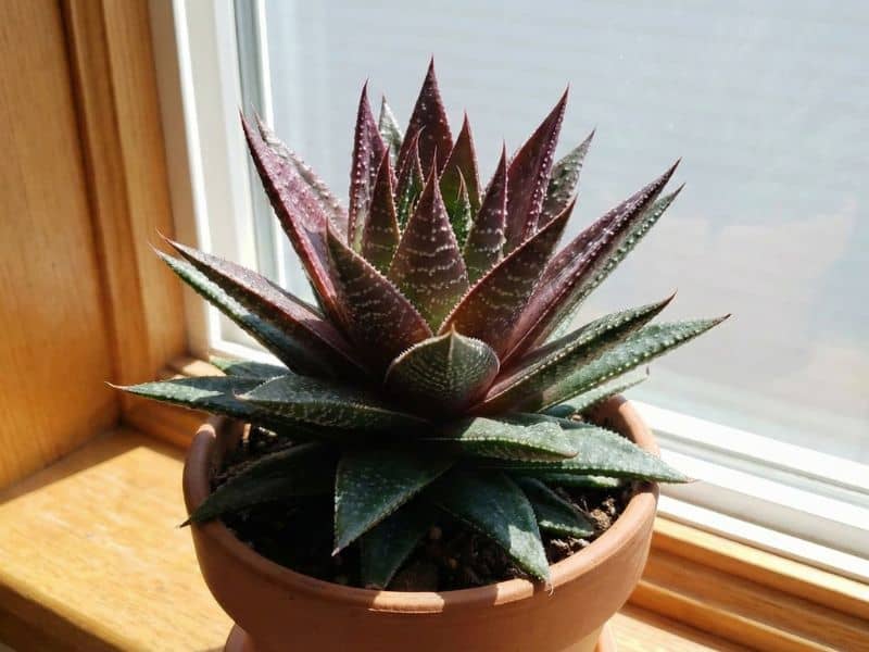 Aloe aristata em vaso de barro, cultivada dentro de casa perto da janela, com folhas avermelhadas pela exposição à luz natural