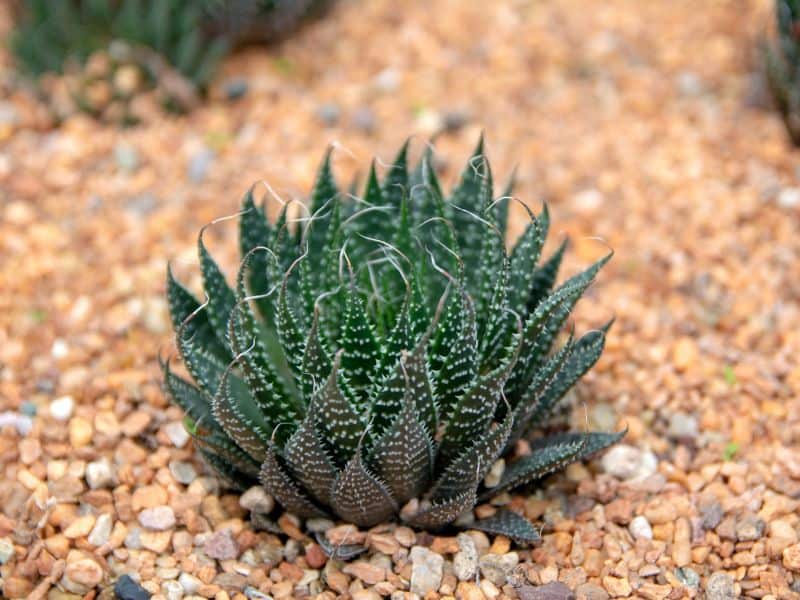 Aloe aristata cultivada em conjunto com outras suculentas ornamentais indicadas para dentro de casa