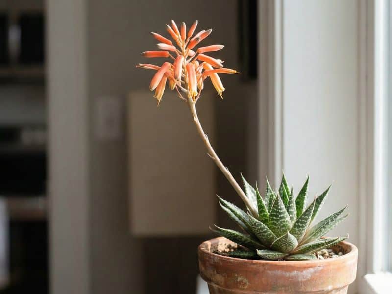 Aloe aristata em floração, com haste floral longa e flores alaranjadas surgindo acima da roseta