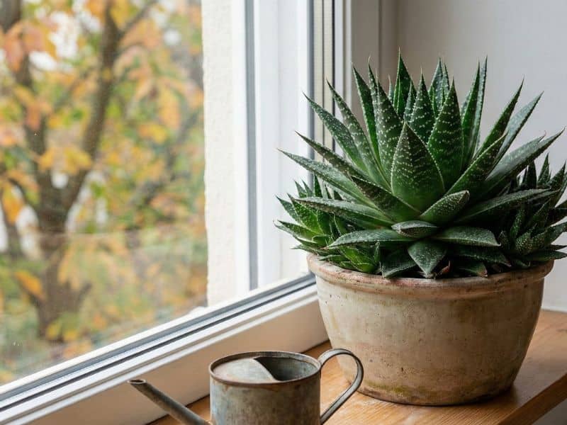 Aloe aristata cultivada dentro de casa, posicionada próxima à janela e recebendo luz natural indireta