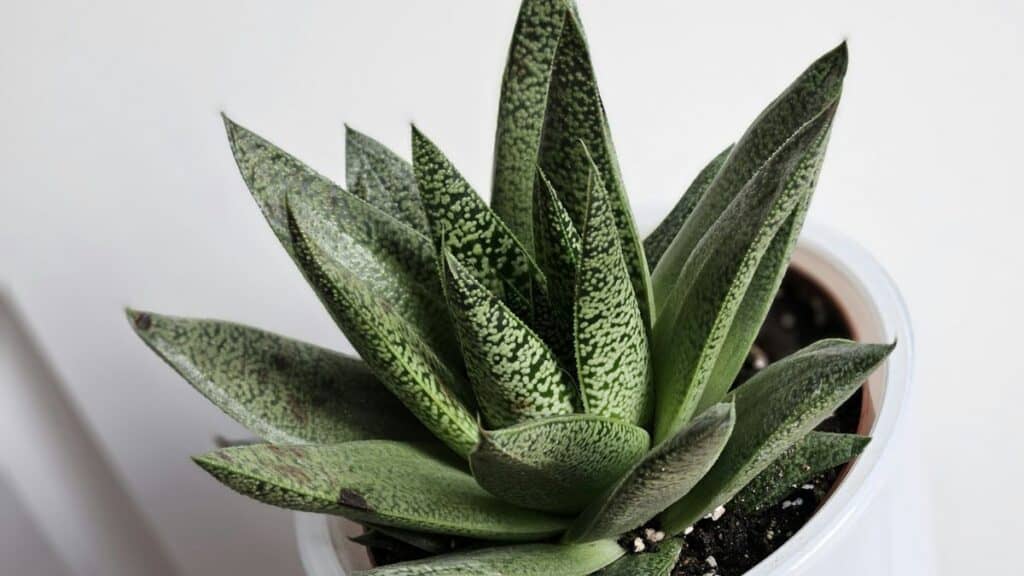 Aloe aristata em vaso, suculenta ornamental com folhas verdes pontilhadas, ideal para cultivo em ambientes internos e fácil manutenção