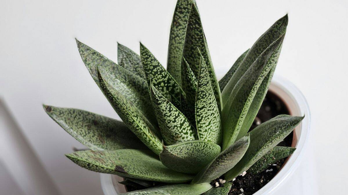 Aloe aristata em vaso, suculenta ornamental com folhas verdes pontilhadas, ideal para cultivo em ambientes internos e fácil manutenção