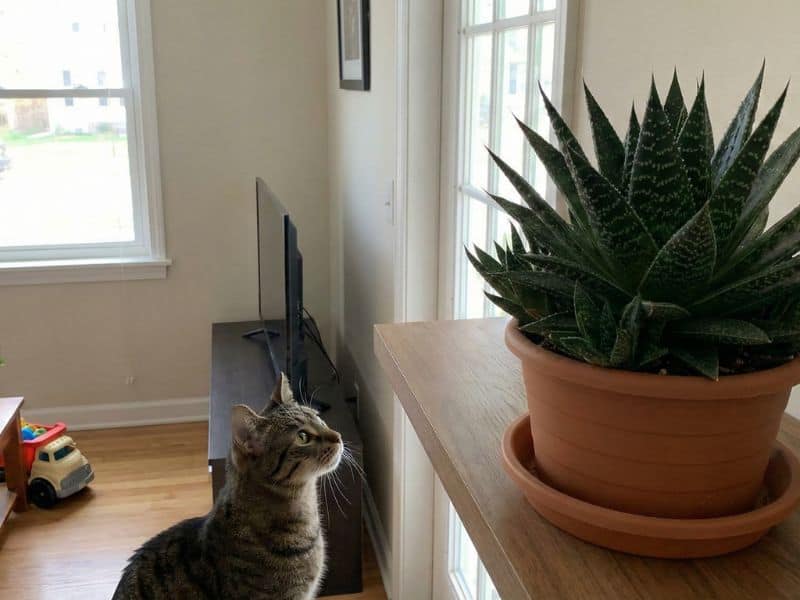 Aloe aristata cultivada dentro de casa em vaso, posicionada fora do alcance de pets, com gato observando a planta