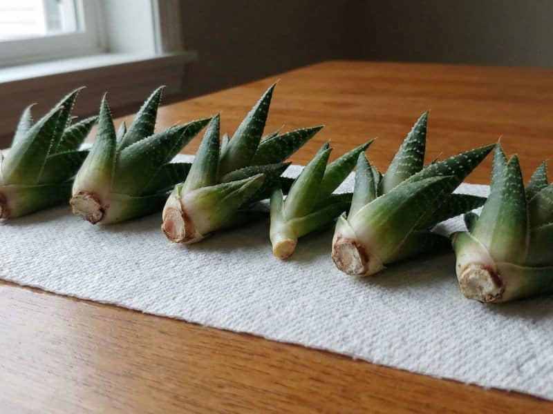 Brotos laterais de aloe aristata separados da planta-mãe e deixados para cicatrização antes do replantio
