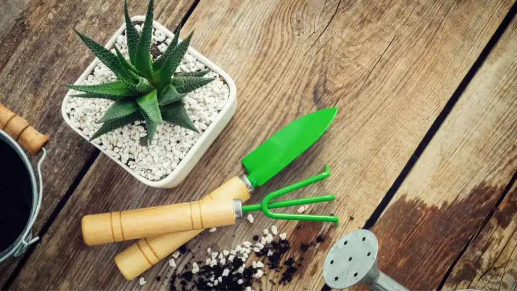 como cuidar da haworthia em casa, com suculenta em vaso e ferramentas de jardinagem