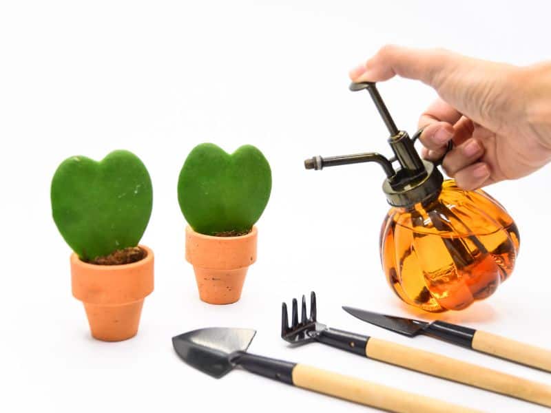 Suculentas hoya kerrii em vasos pequenos ao lado de regador e ferramentas de jardinagem