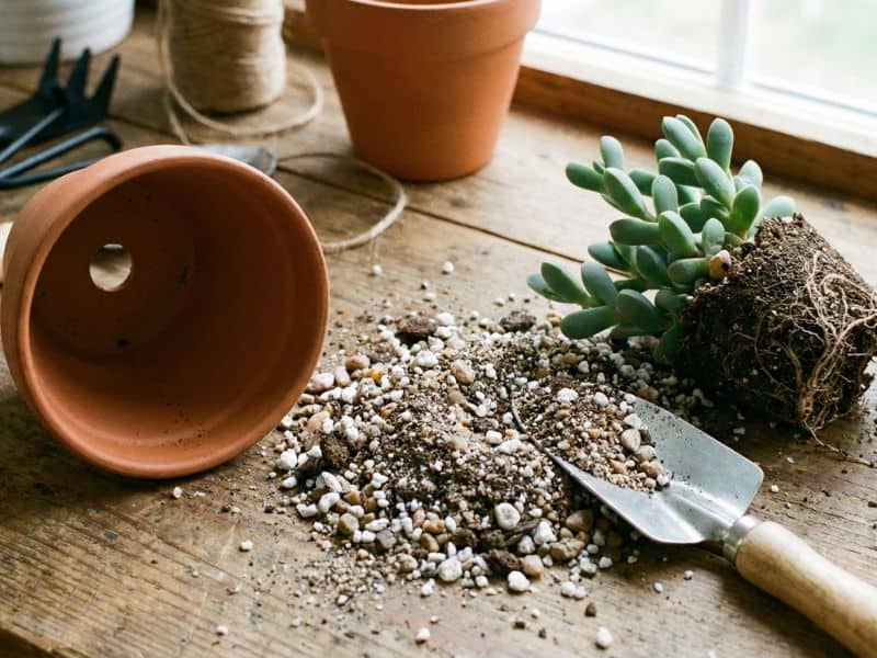 Preparação de vaso e substrato para cuidar da suculenta coração partido