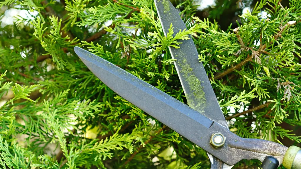 Tesoura de poda adequada sendo usada em arbusto ornamental, mostrando a importância de escolher a ferramenta certa para cada tipo de planta