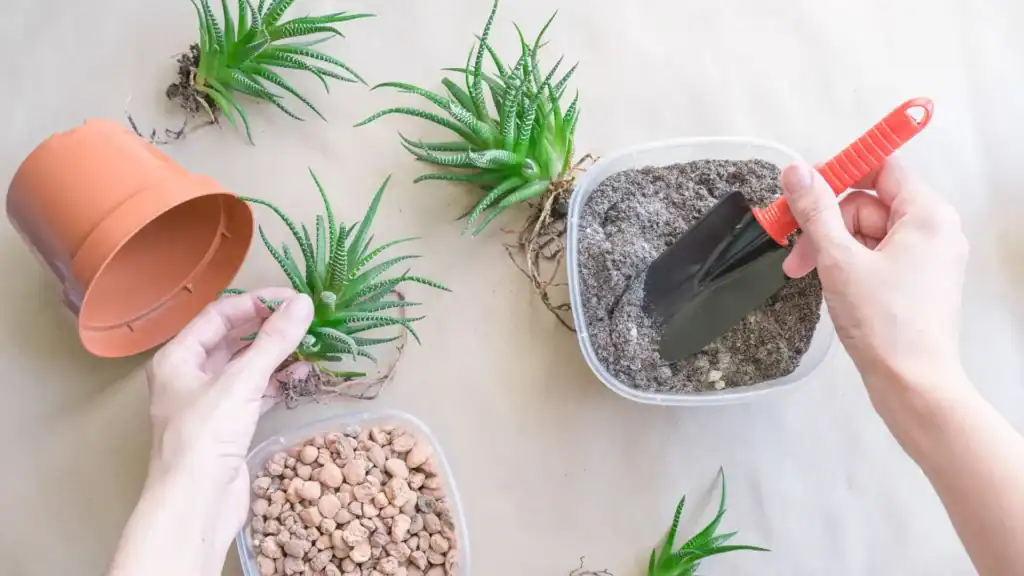 como fazer mudas de haworthia, com separação de brotos e preparo do substrato