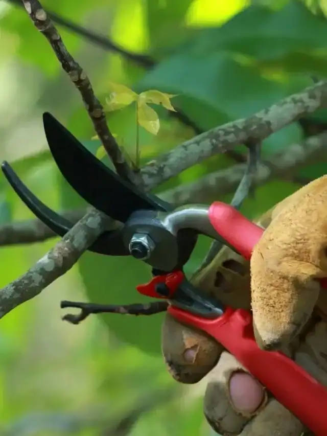 quando podar plantas mês a mês para fazer a poda correta sem prejudicar o crescimento