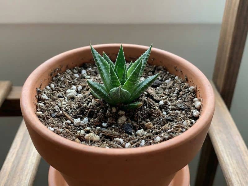 Muda de aloe aristata recém-plantada em vaso, com substrato seco e bem drenado após a propagação