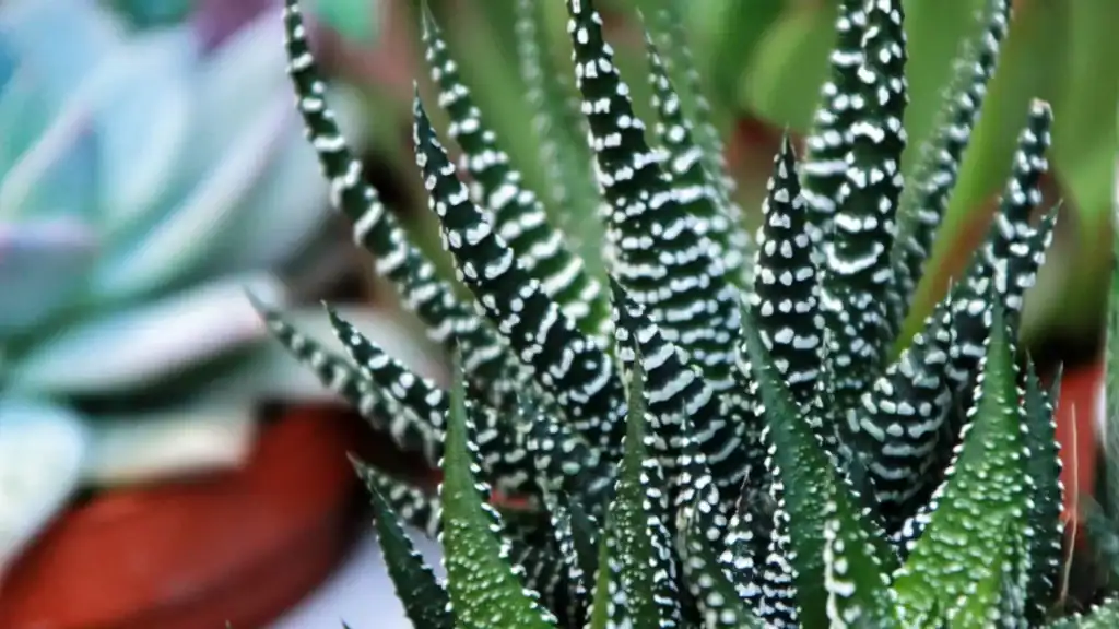 dicas para manter sua haworthia saudável, com folhas firmes e coloração intensa