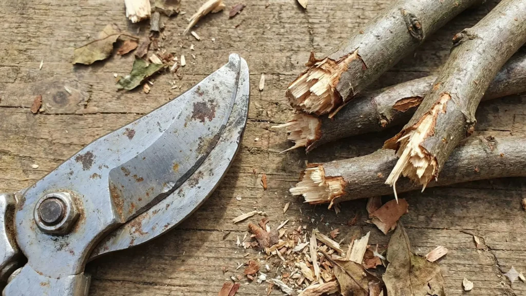 Tesoura de poda com lâmina enferrujada e galhos quebrados mostrando erros comuns ao afiar tesoura de poda de forma incorreta
